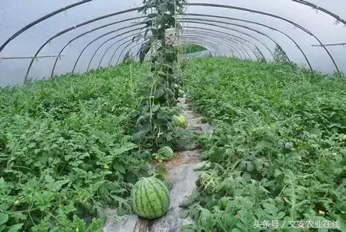 西瓜种植必备：栽培技术与防虫增产方案