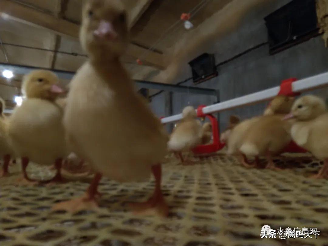 养肉鸭技术大全_肉鸭养殖视频肉鸭养殖技术_肉鸭养殖技术网