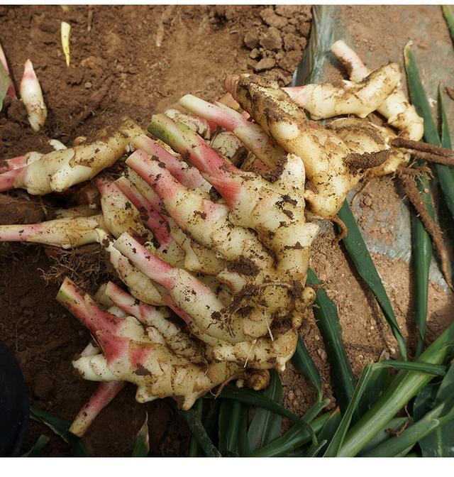 怎样栽姜视频_仔姜种植技术视频_怎样种植仔姜
