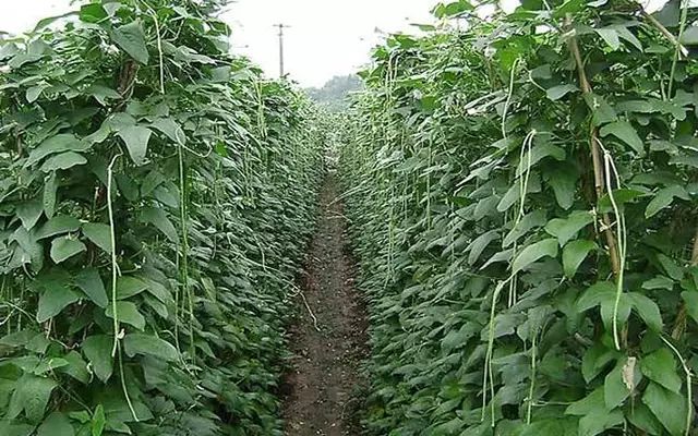 长豆角籽露地种植技术_露天长豆角的种植技术与视频_怎样露地种豆角