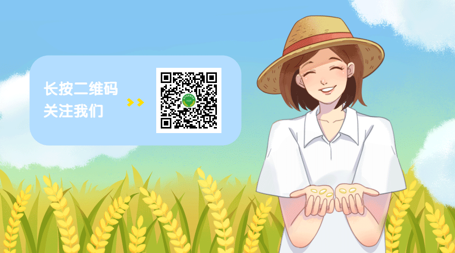 长豆角籽露地种植技术_露天种豆角的技术_种豆角种子