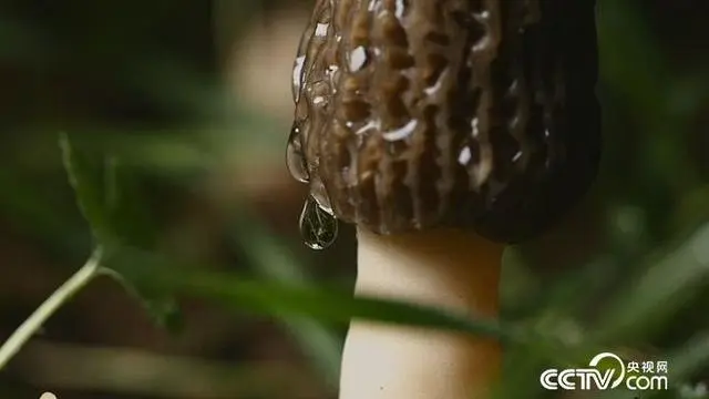 致富经羊肚菌视频_致富经 羊肚菌贺鸿宇_贺鸿宇种植羊肚菌视频