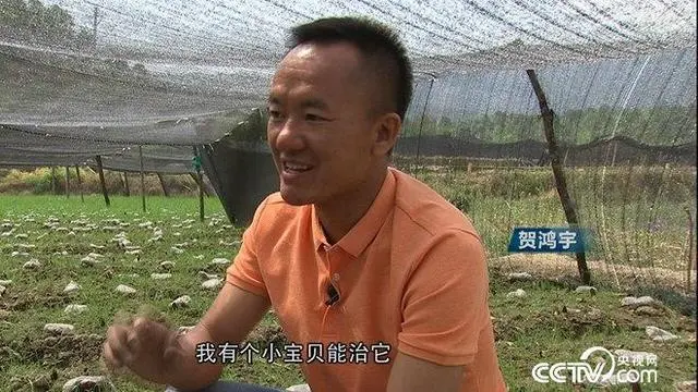 贺鸿宇种植羊肚菌视频_致富经 羊肚菌贺鸿宇_致富经羊肚菌视频