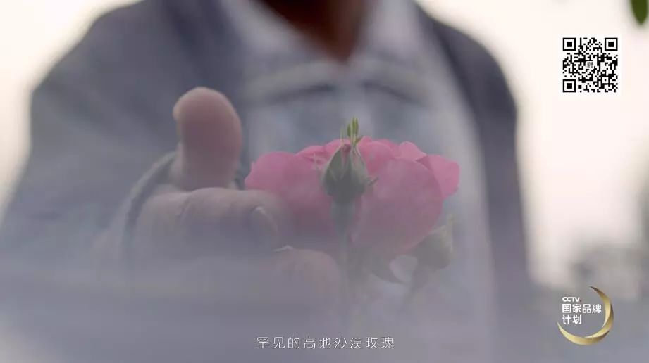 “绽放”央视，和田玫瑰成农民增收致富花