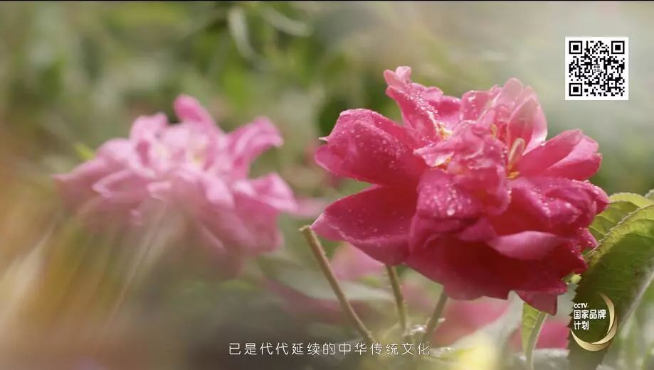 种植玫瑰增收致富_玫瑰种植前景亩收入_玫瑰种植成本及效益