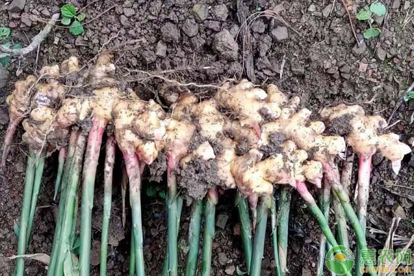 怎样栽姜视频_生姜种植视频播放_仔姜种植技术视频