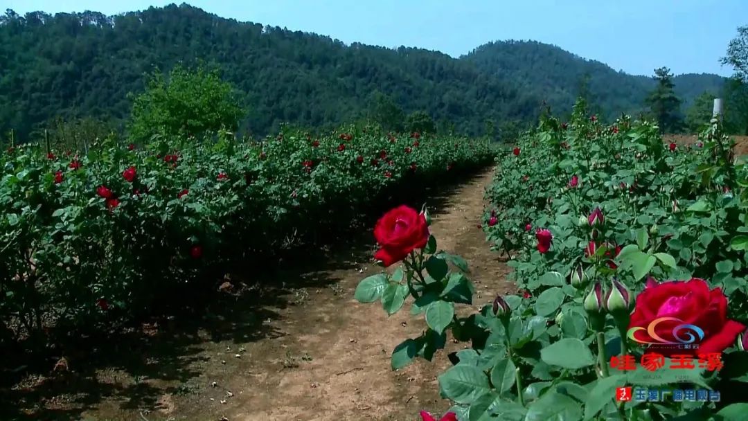 种植玫瑰增收致富_玫瑰种植收益_玫瑰种植高手