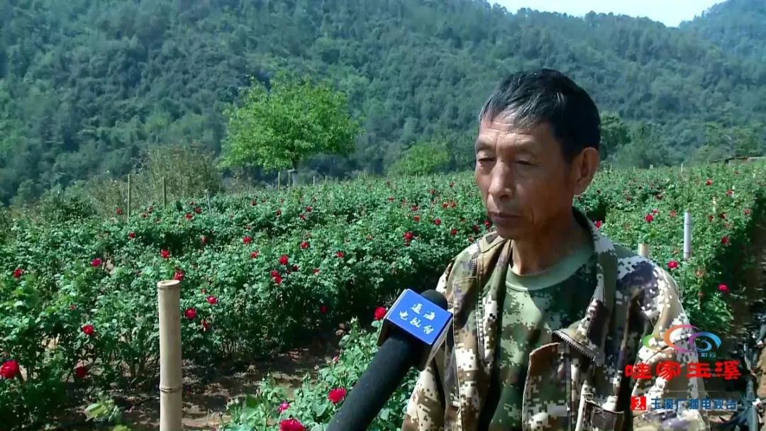 玫瑰种植高手_种植玫瑰增收致富_玫瑰种植收益