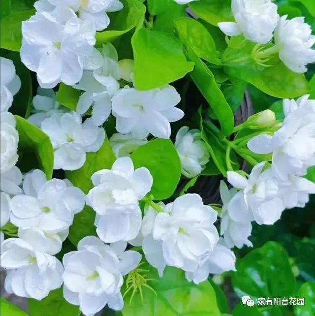 枺莉花的栽培方法_丽花养殖_苿莉花养殖技术