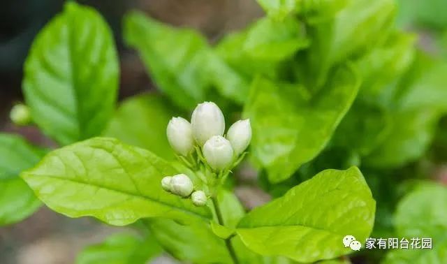 苿莉花养殖技术_枺莉花的栽培方法_丽花养殖