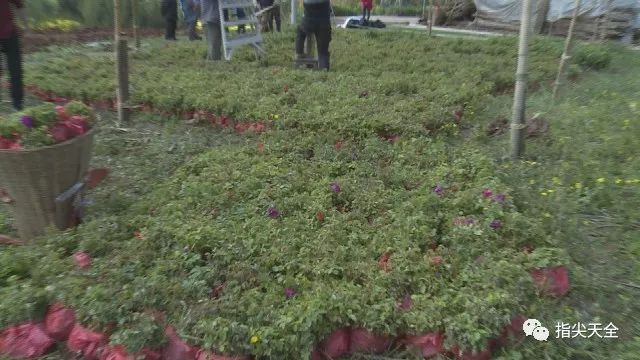 种植玫瑰增收致富_玫瑰种植收益_玫瑰种植前景亩收入