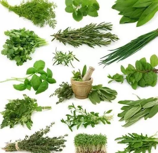 种植什么野菜致富_致富野菜种植技术视频_致富野菜种植方法