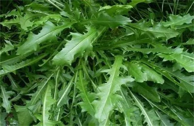 种植什么野菜致富_致富野菜种植技术视频_种植野菜挣钱吗