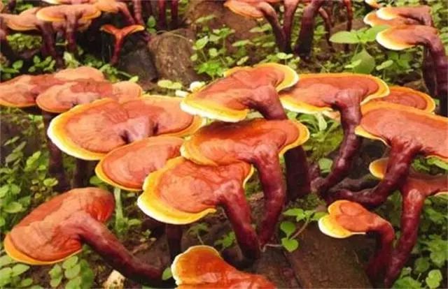 种植什么野菜致富_致富野菜种植技术视频_种植野菜挣钱吗
