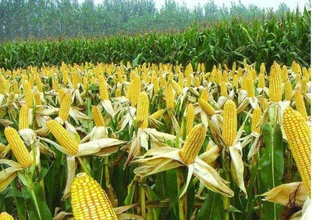 致富经玉米种植_怎么种植玉米致富_致富经种玉米