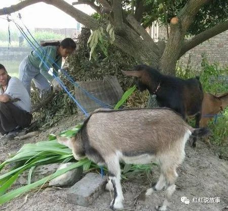 几个有前景的农村种植致富项目_农村种植花卉怎么样_农村种植花能致富吗视频