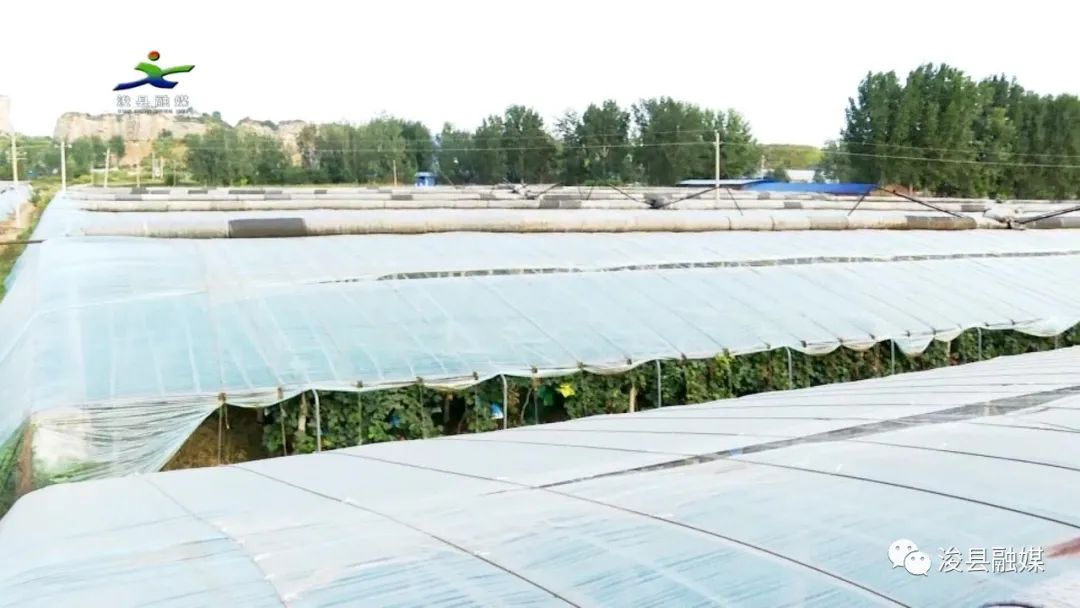 种植玫瑰增收致富_玫瑰种植前景亩收入_玫瑰种植成本及效益