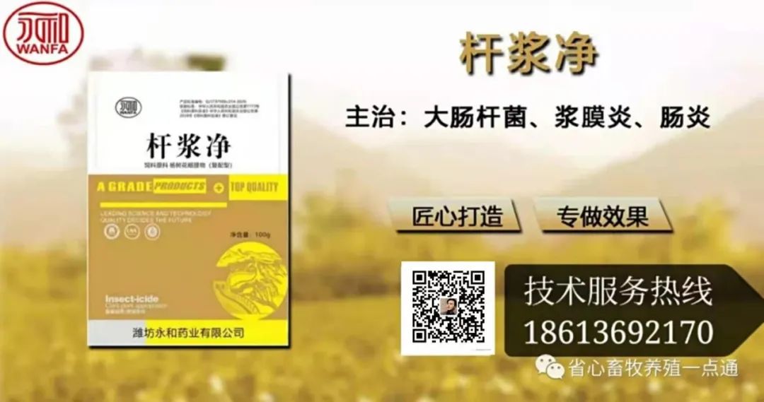 致富经养殖鸭_致富经养鸭创业视频_致富经野鸭养殖