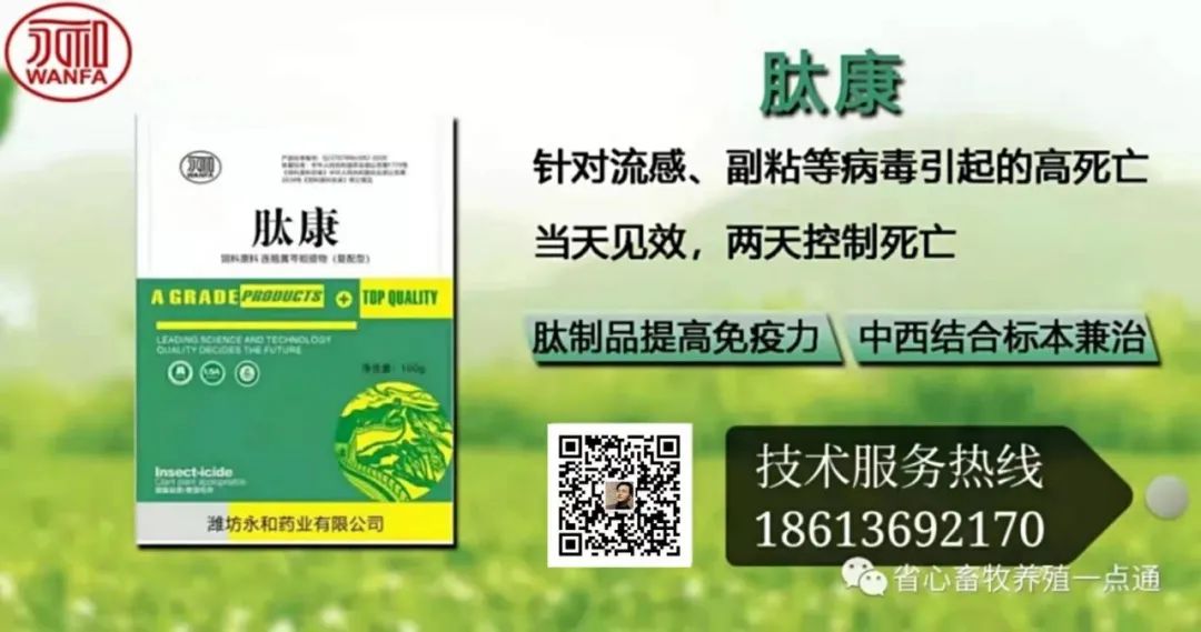致富经野鸭养殖_致富经养殖鸭_致富经养鸭创业视频