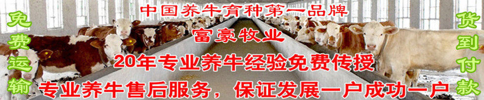 农广天地肉牛养殖视频每周回顾