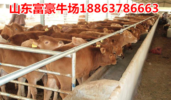 农广天地肉牛养殖视频每周回顾