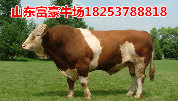 农广天地肉牛养殖视频每周回顾