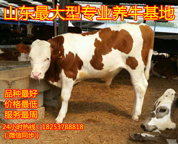 农广天地肉牛养殖视频每周回顾