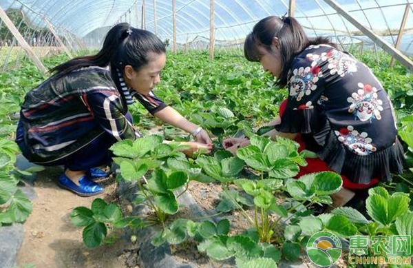 农村致富新篇章：生态种植促增收