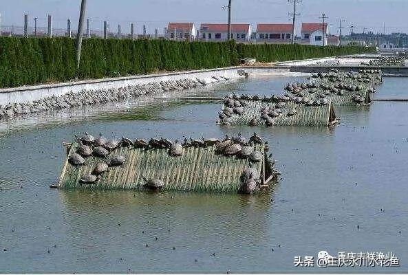 甲鱼混养养殖技术大全_养殖大全甲鱼混养技术图片_混养甲鱼什么鱼最佳搭配