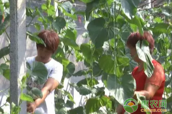 马洪芹走科学果蔬种植致富路子-图片版权归惠农网所有