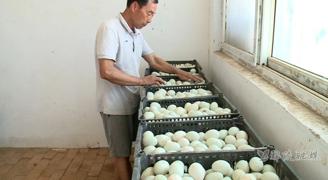 致富经鸭子养殖视频_致富经养殖鸭_养鸭致富能手