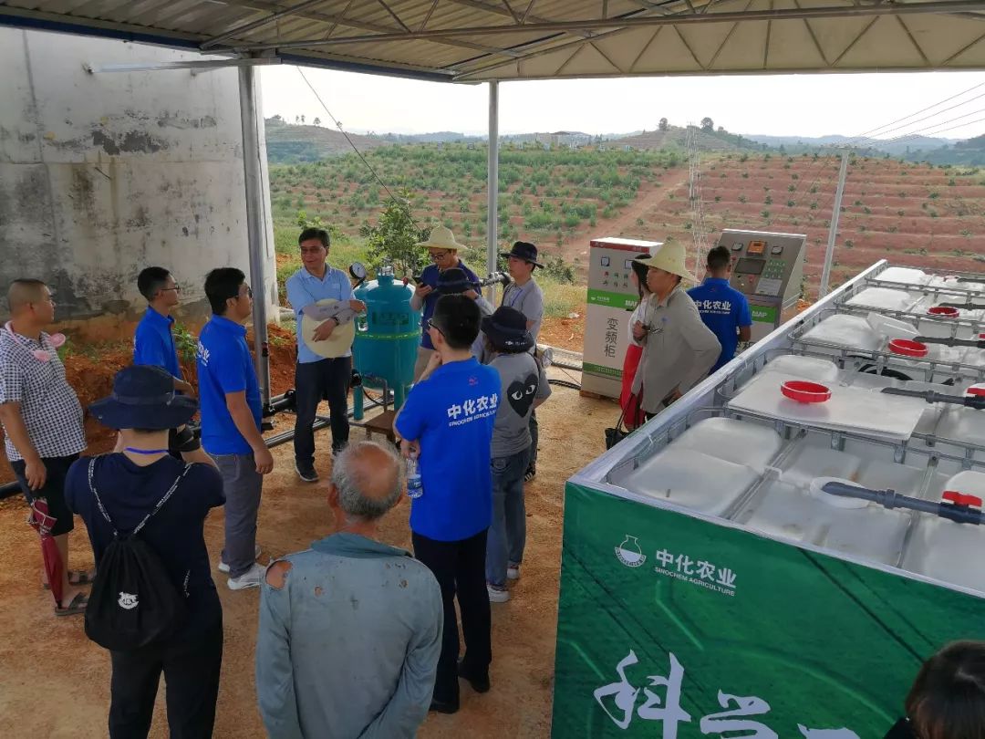 冰糖橙种植技术视频_冰糖橙种植气候条件_冰糖橙的种植技术