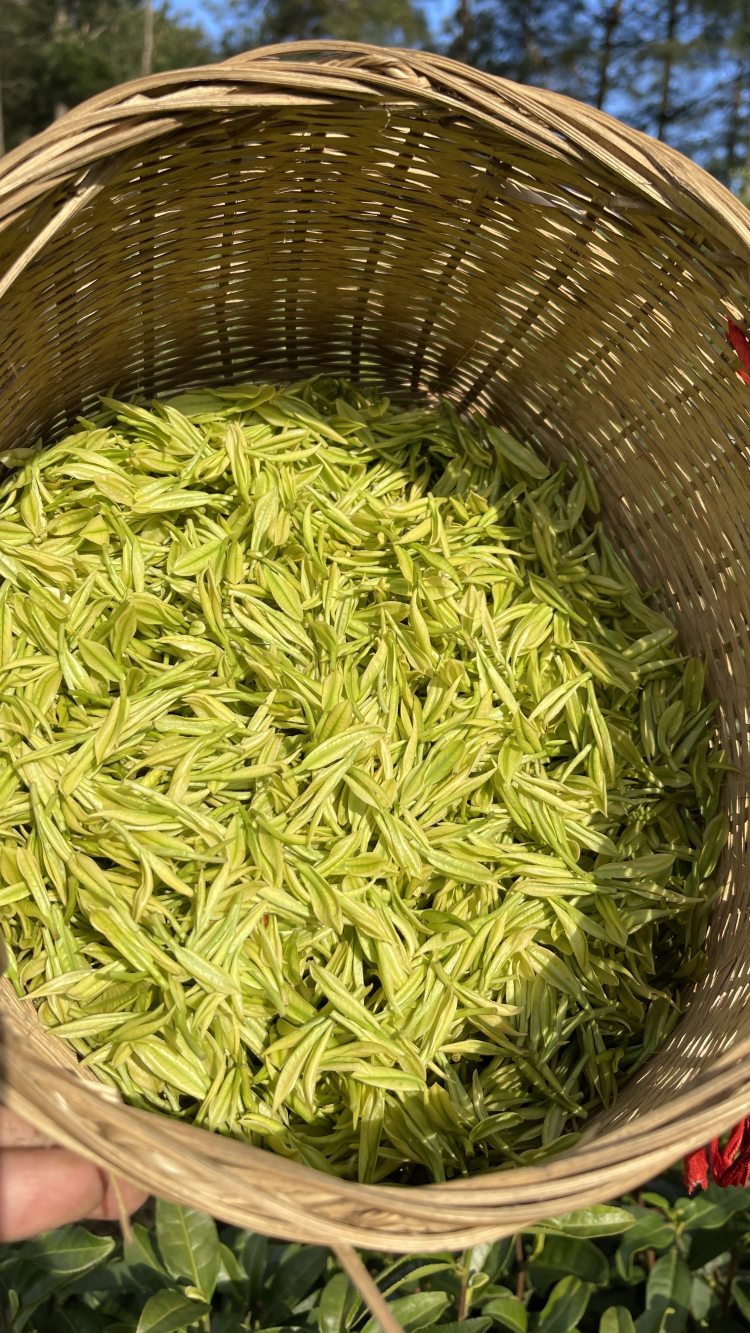 种植致富新项目_坚持生态种植致富_生态农业致富之路