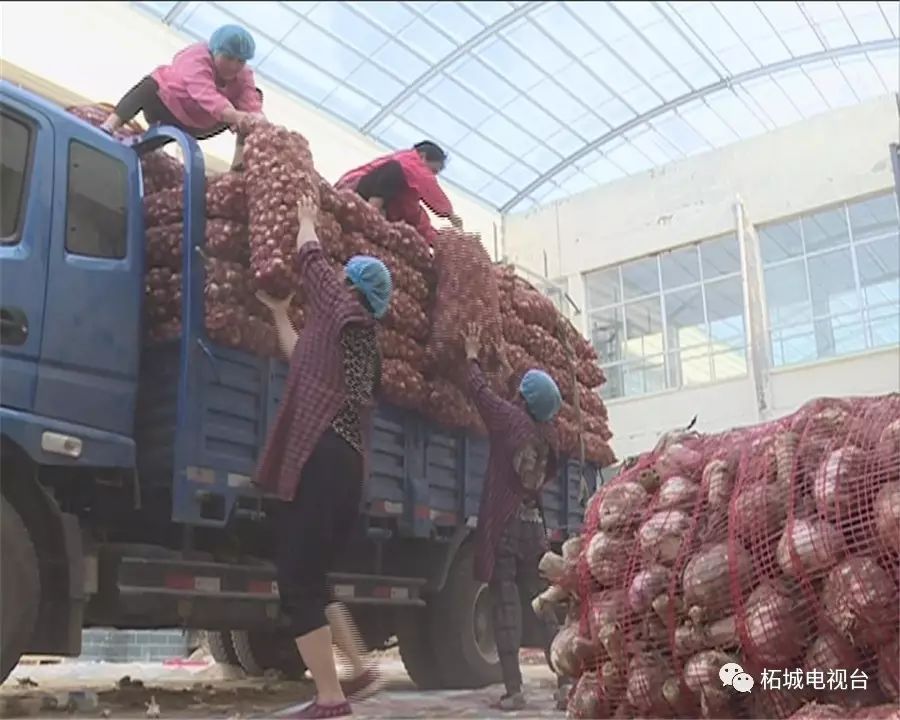 胡芹种植致富_致富种植胡芹视频_致富经芹菜种植技术