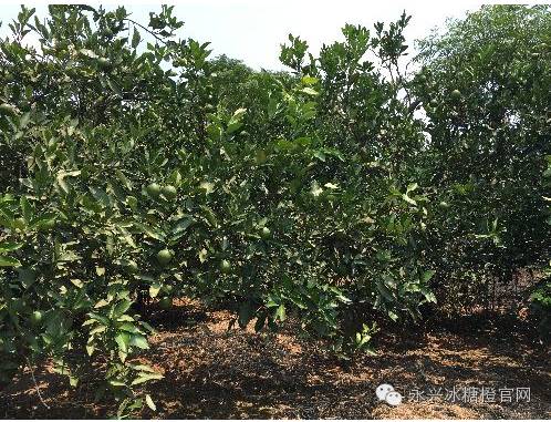 冰糖橙的种植技术_冰糖橙栽培技术视频_冰糖橙种植技术视频