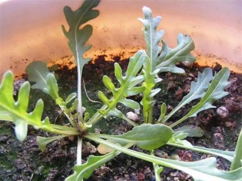 阳台种植豆角的行距和株距图片_阳台种植豆角的方法_豆角的阳台种植技术