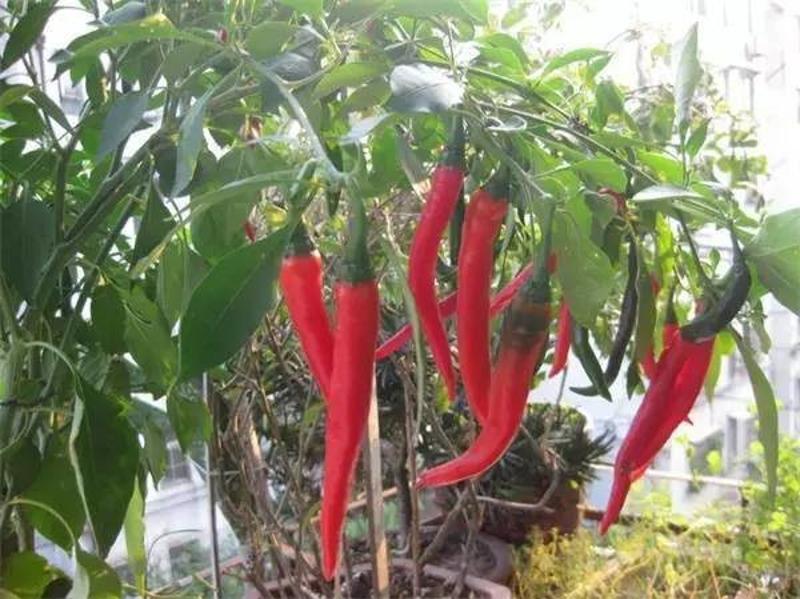 阳台种植豆角的方法_豆角的阳台种植技术_阳台种植豆角的行距和株距图片