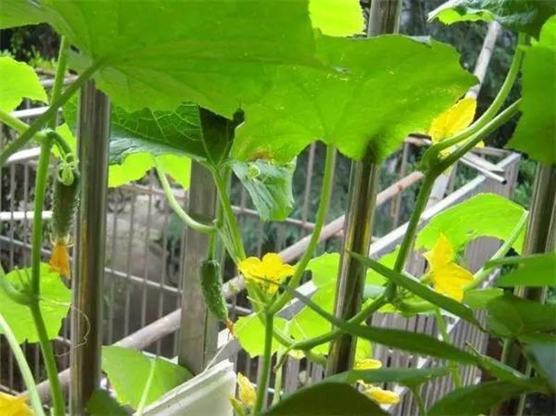 阳台种植豆角的行距和株距图片_阳台种植豆角的方法_豆角的阳台种植技术