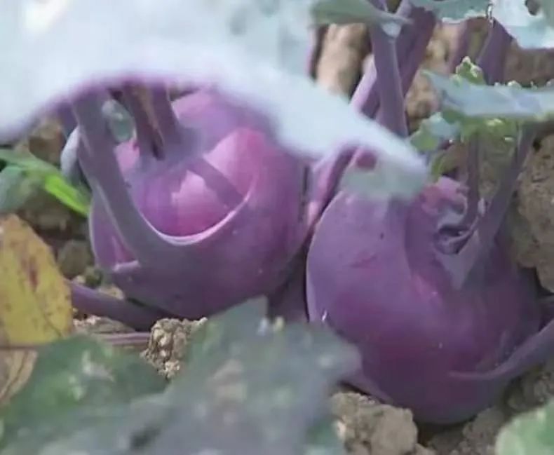 致富经芹菜种植技术_胡芹种植致富_胡芹的产地