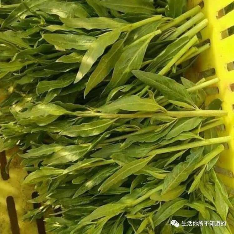 山东农村种植致富好项目_山东种植致富菜_山东蔬菜种植大户