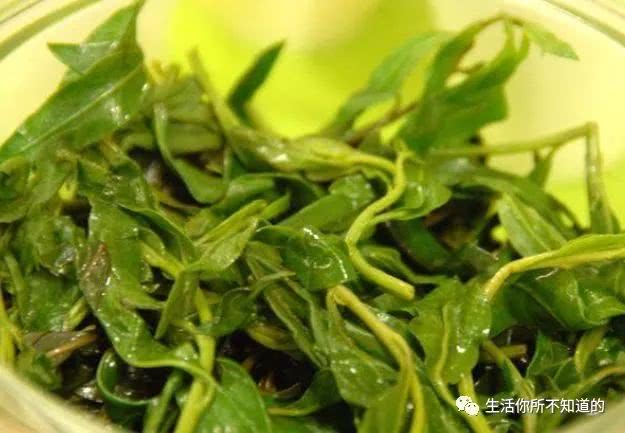 山东种植致富菜_山东农村种植致富好项目_山东蔬菜种植大户