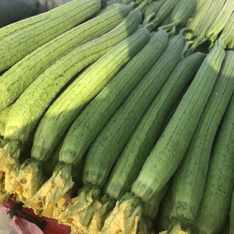 致富江西种植丝瓜视频_江西丝瓜种植致富_江西的丝瓜络种植基地