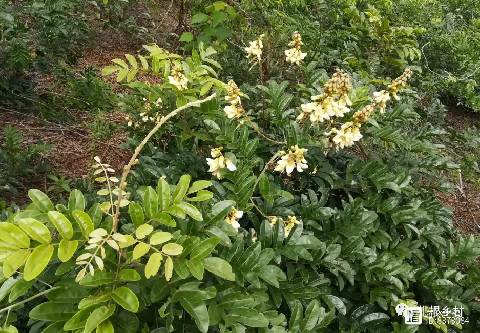 牛大力的种植前景