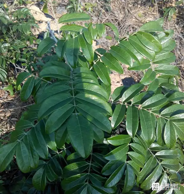 种植牛大力致富_致富经创业项目农村养殖牛_养牛致富典型材料