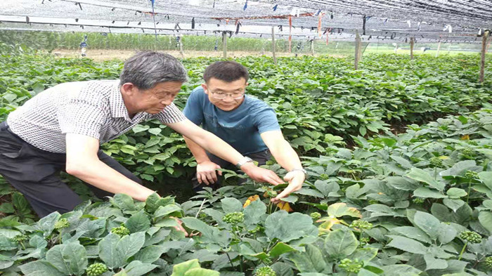 山东农村种植致富好项目_山东种菜_山东种植致富菜