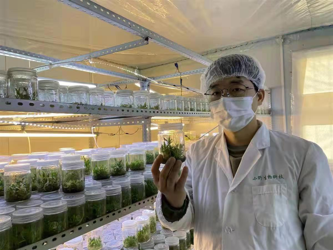 种植白芨致富项目_湖北种植白芨致富_种植白芨价格