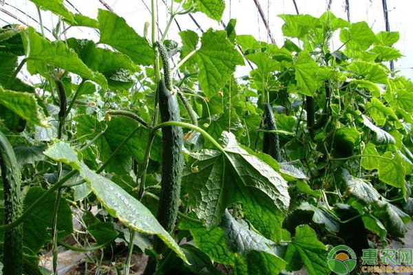 韭黄种植收益_韭黄种植技术和利润_致富经种植韭黄