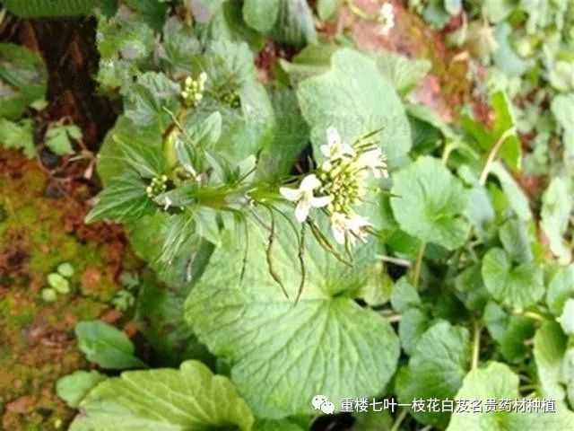 湖北白芨种植基地_湖北种植白芨致富_湖北白芨什么价格
