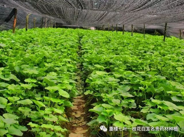 湖北白芨什么价格_湖北白芨种植基地_湖北种植白芨致富
