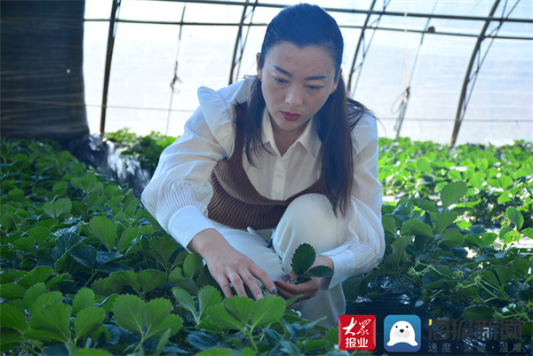 乡村振兴 巾帼先行 | 最美乡村女致富带头人穆莺莺：小草莓种出大产业